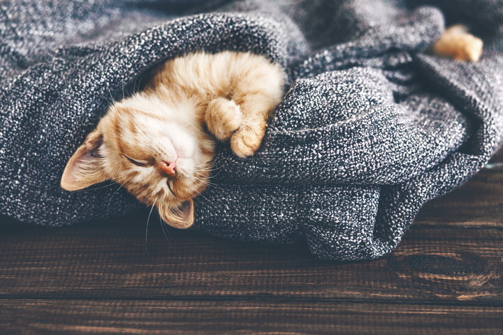 Hund, Katze, Kaninchen: Kann man Ausgaben für Haustiere von der Steuer absetzen?