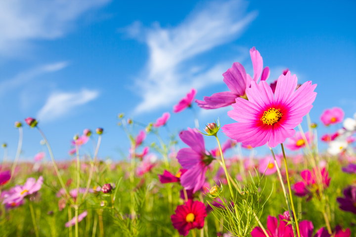 Was der Frühling mit Steuern gemeinsam hat Was der Frühling mit Steuern gemeinsam hat